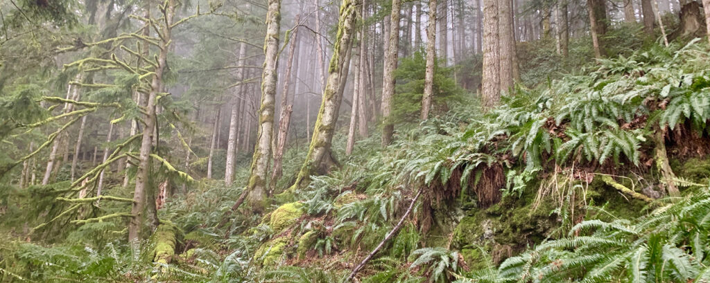 Lush ferns and moss-covered trees on one of Bowen Island many hiking trails. 