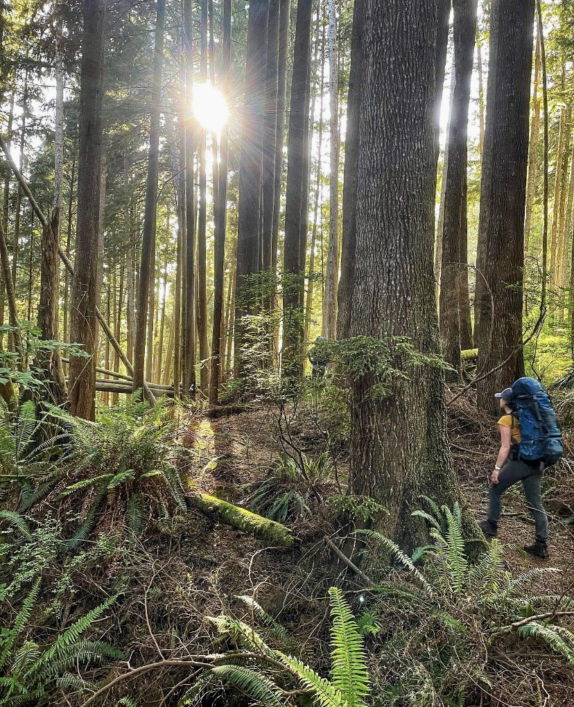 The best hiking trails on Bowen Island include some beautiful forests. 