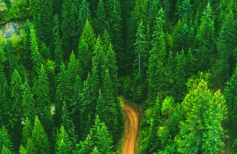 b.i.treeservice 1 B 768x499